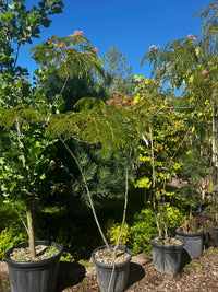 Seidenbaum / Albizia julibrissin