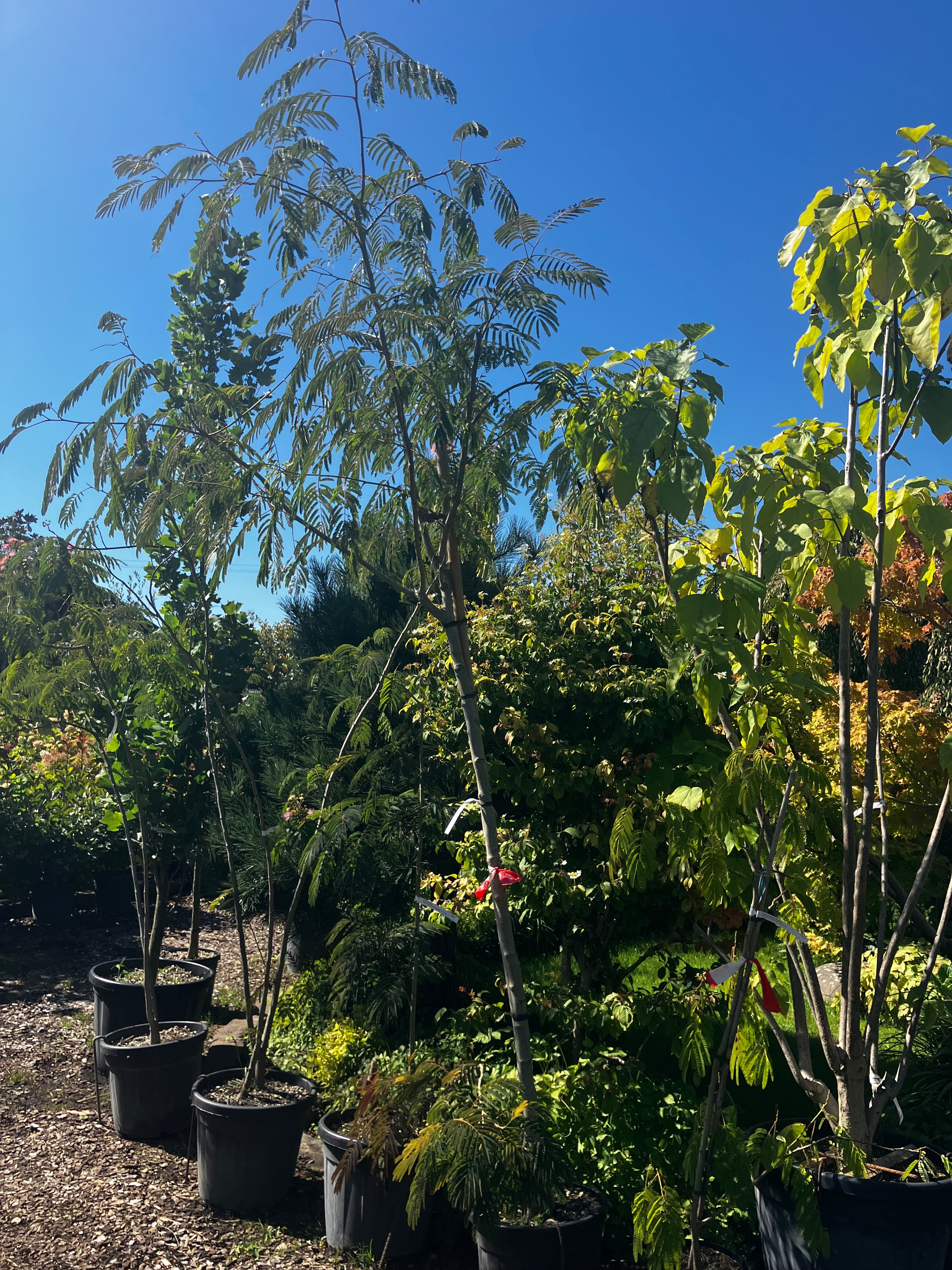 Seidenbaum / Albizia julibrissin, Stamm online kaufen