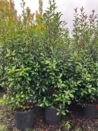 Glanzmispel 'Red Robin' / Photinia fraseri 'Red Robin'