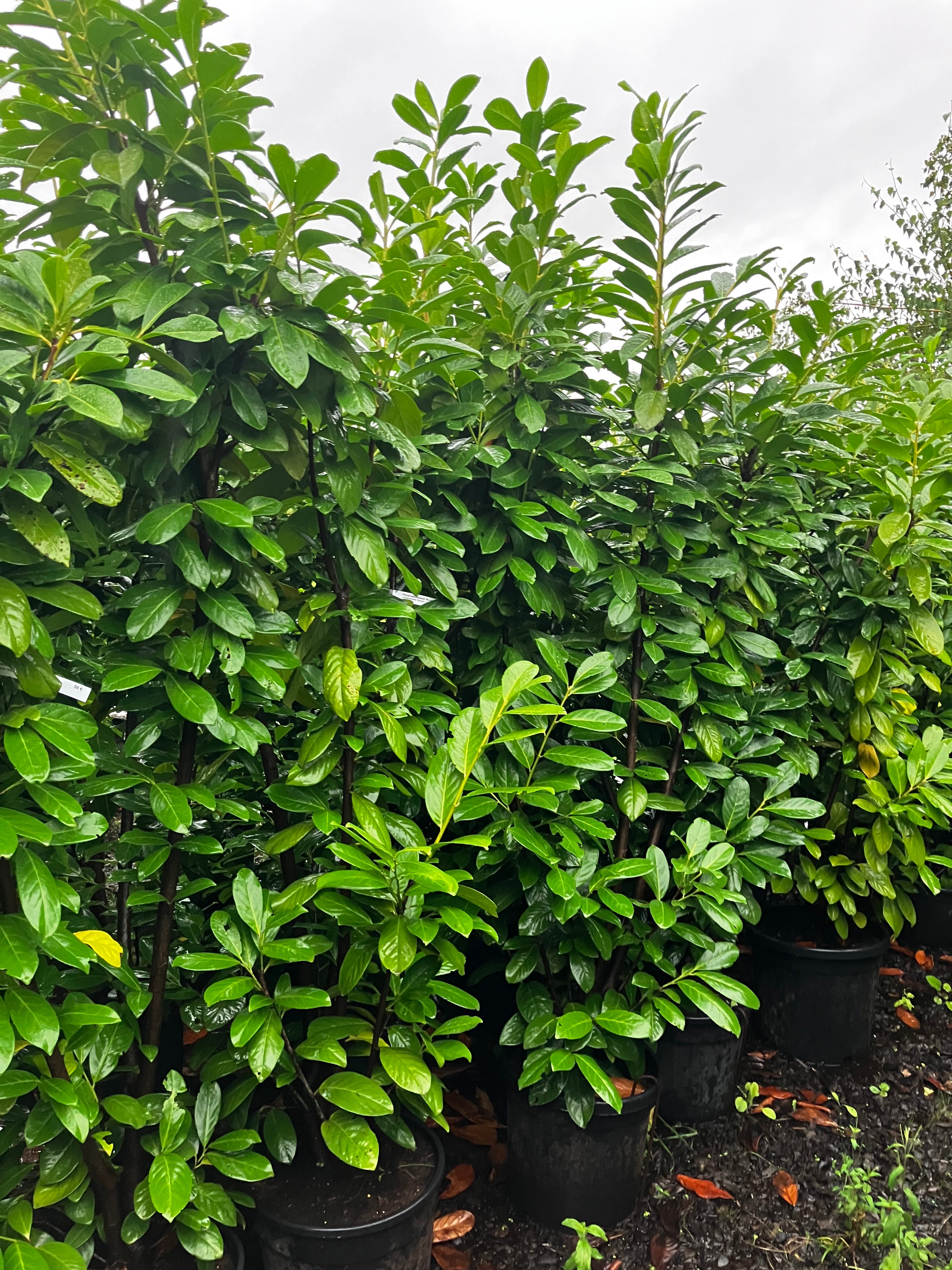 Lorbeerkirsche 'Novita' / Prunus laurocerasus 'Novita'