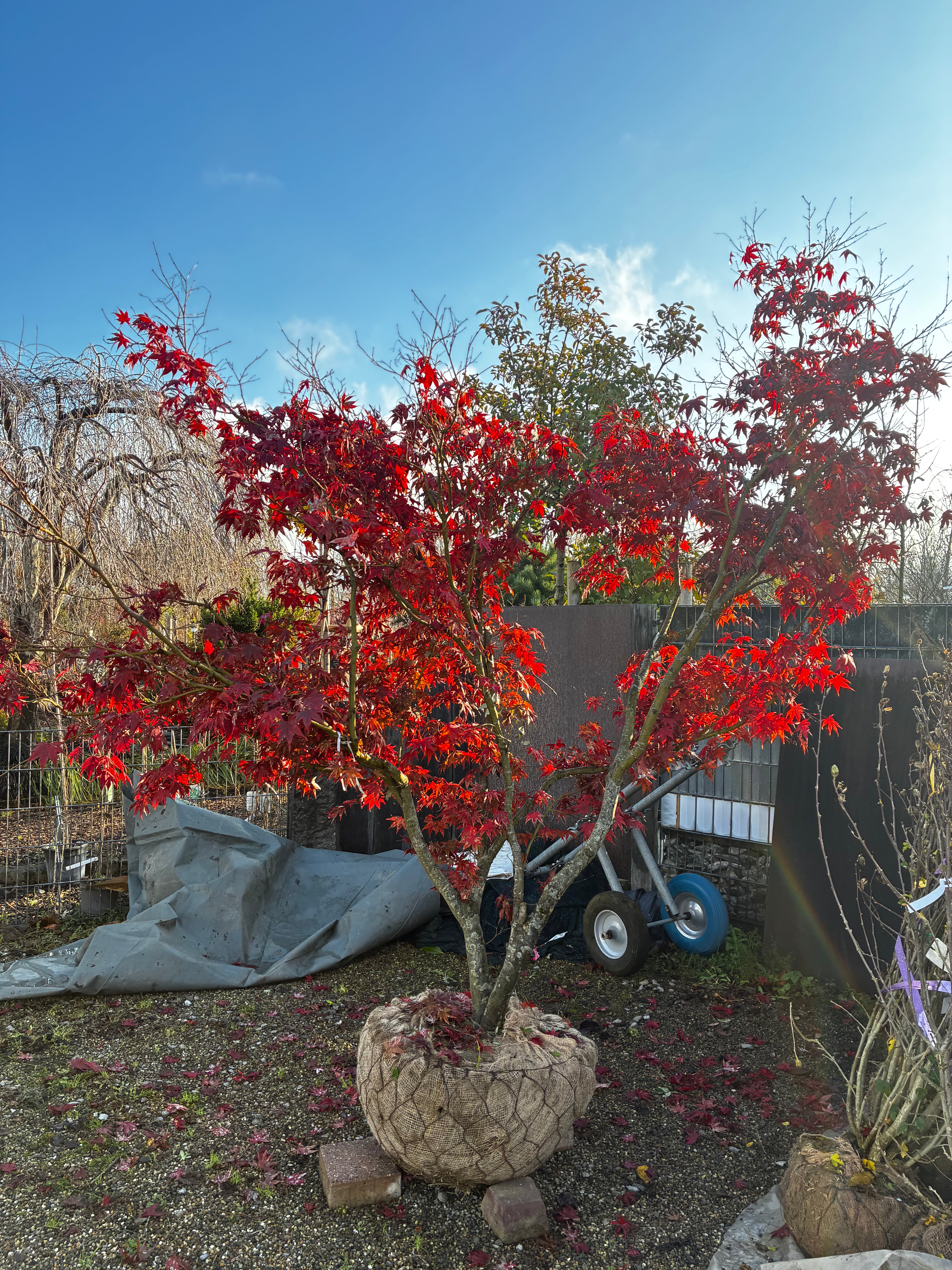 Fächerahorn 'Bloodgood' / Acer palmatum 'Bloodgood'