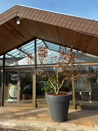 Fächerahorn 'Bloodgood' / Acer palmatum 'Bloodgood'