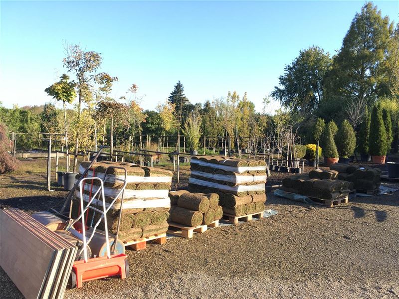Besuch in der Baumschule - Termin buchen | Pflanzenauswahl & Beratung