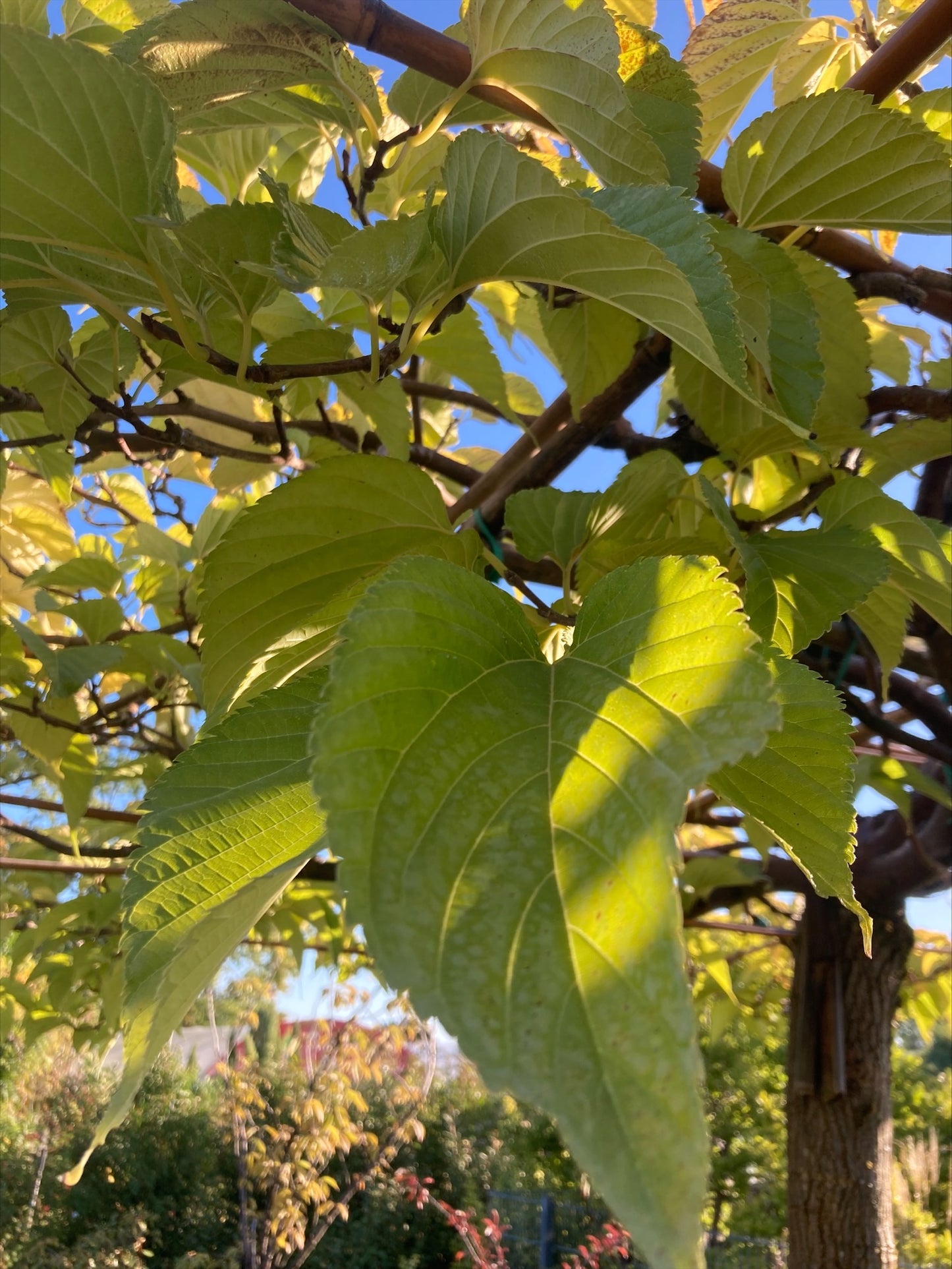 Weiße Maulbeere / Morus alba