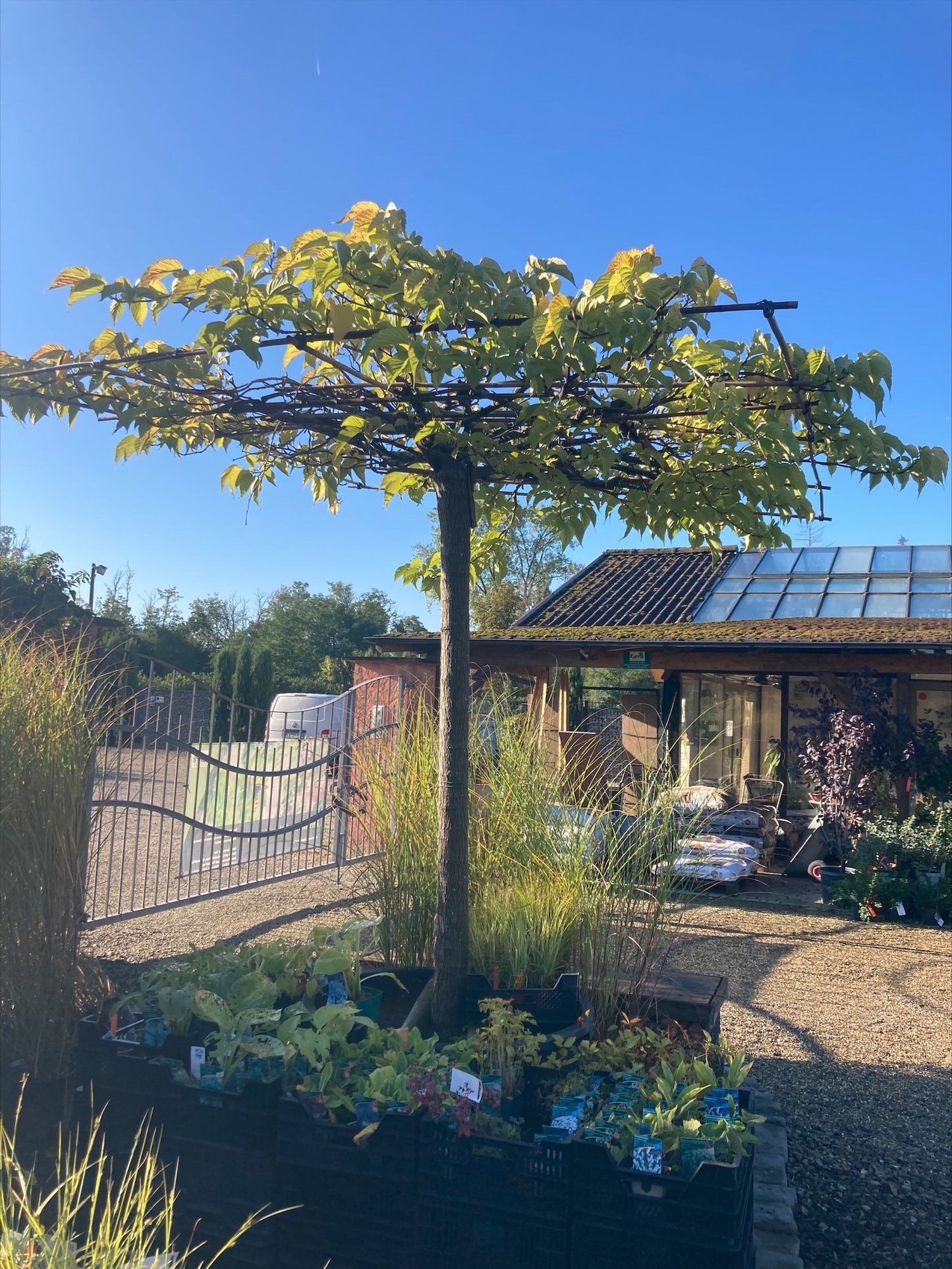 Maulbeerbaum 'Fruitless' / Morus alba 'Fruitless'