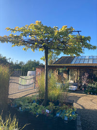 Besuch in der Baumschule - Termin buchen | Pflanzenauswahl & Beratung