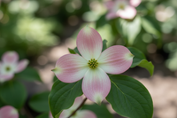 Japanischer Blumen-Hartriegel / Cornus Kousa 'Stellar Pink'