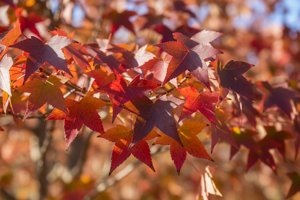 Amberbaum 'Slender Silhouette' - Herbstlaub-Detail