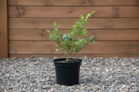 Amerikanische Heidelbeere - Gesamtansicht