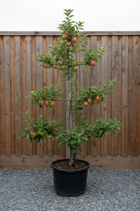 Apfel James Grieve Spalier - Gesamtansicht