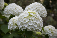 Ballhortensie Annabelle - Blütendetail