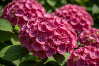 Ballhortensie Ruby Annabelle - Blütendetail