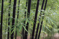 Bambus Black Pearl - Halmdetail