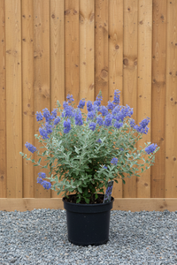 Bartblume - Gesamtansicht