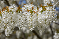 Baum-Felsenbirne 'Robin Hill' - Blütendetail