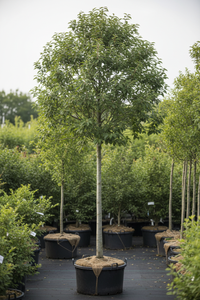 Baum-Felsenbirne 'Robin Hill' Hochstamm - Gesamtansicht