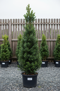 Bechereibe Hicksii säulenförmig Malsch Rastatt - Gesamtansicht