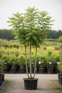 Blasenesche / Koelreuteria paniculata