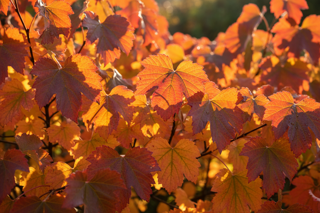 Blasenspiere Amber Jubilee - Laubdetail