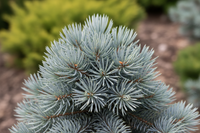 Blaufichte Glauca Globosa silberblau Kugel Hochstamm Malsch Rastatt Baumschule Kurrle