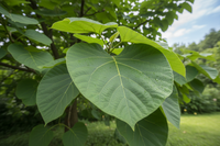 Blauglockenbaum - Blattdetail