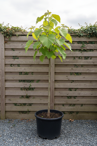 Blauglockenbaum - Gesamtansicht