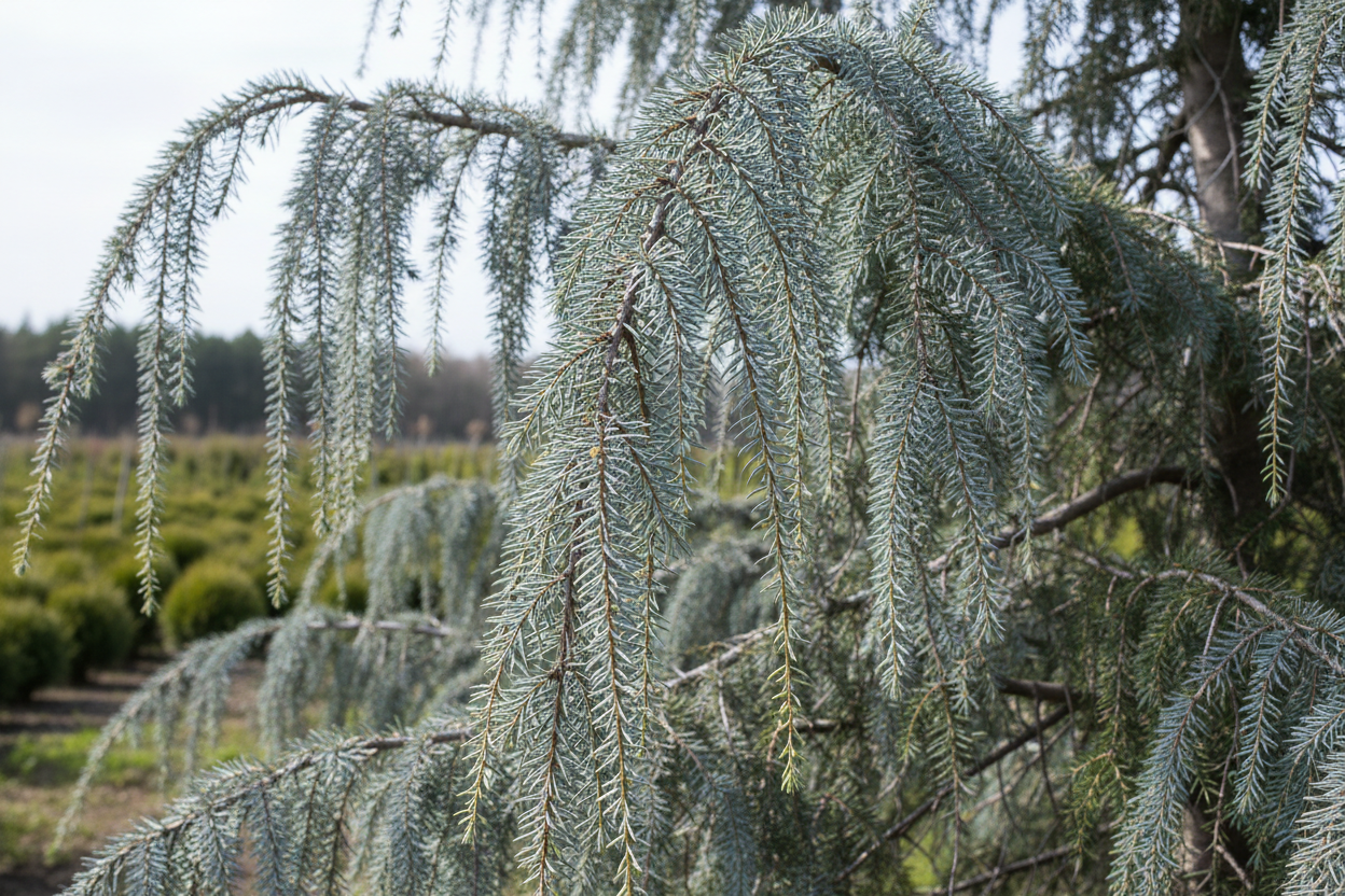 Blauzeder Glauca Pendula silberblau hängend Nadeln immergrün Solitär Malsch Ettlingen Baumschule