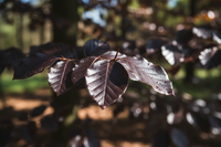 Blutbuche Atropunicea - Blattdetail