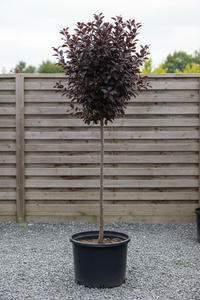 Blutpflaume Nigra Hochstamm - Gesamtansicht