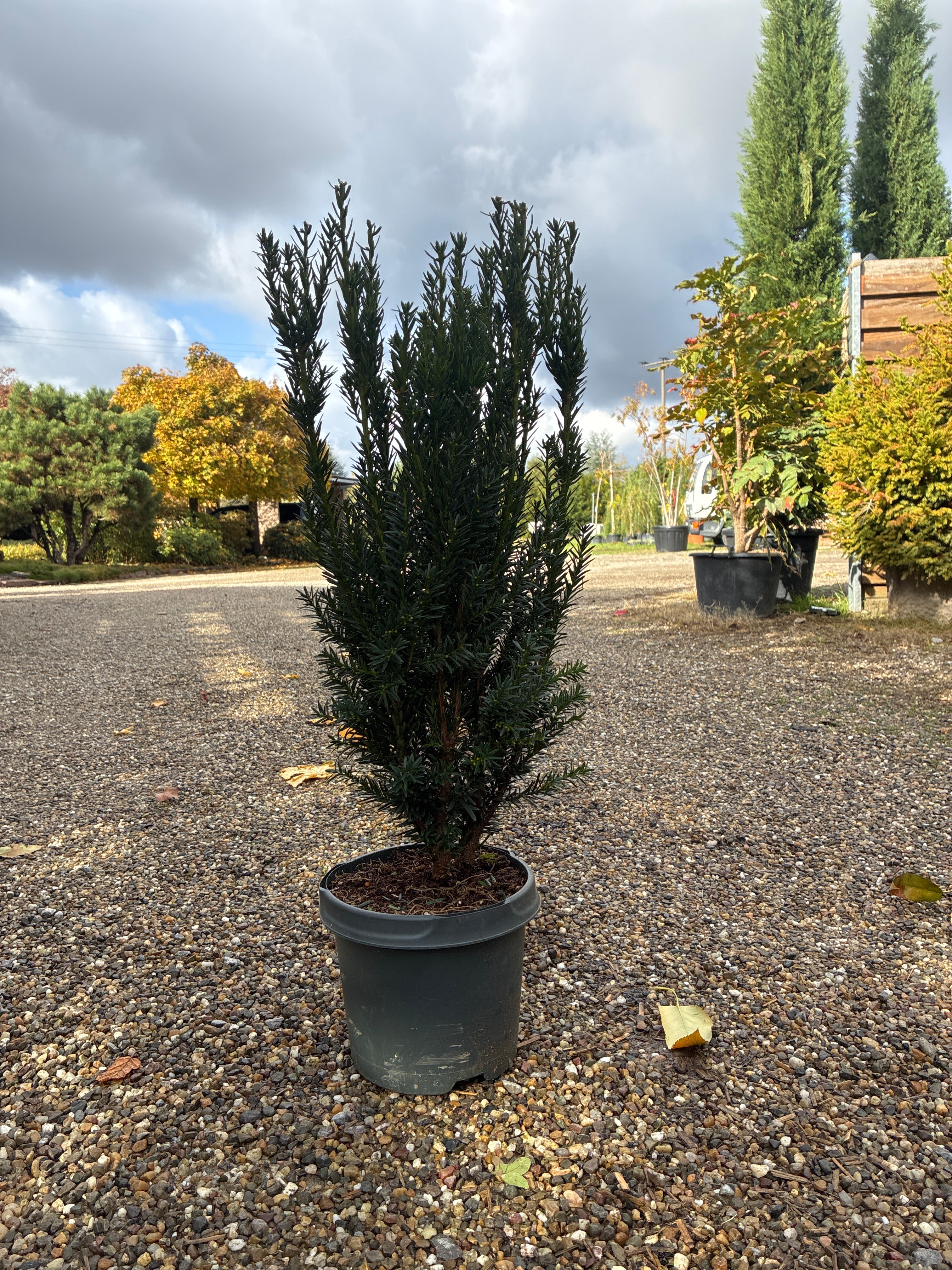 Eibe 'Hillii' / Taxus x media 'Hillii'