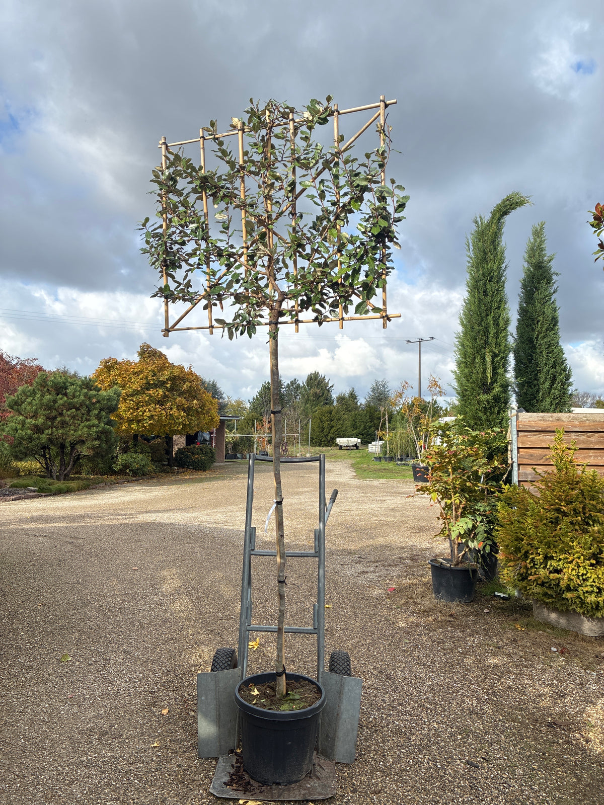 Wintergrüne Ölweide / Elaeagnus x ebbingei, stamm