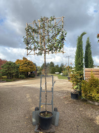 Wintergrüne Ölweide / Elaeagnus x ebbingei, stamm