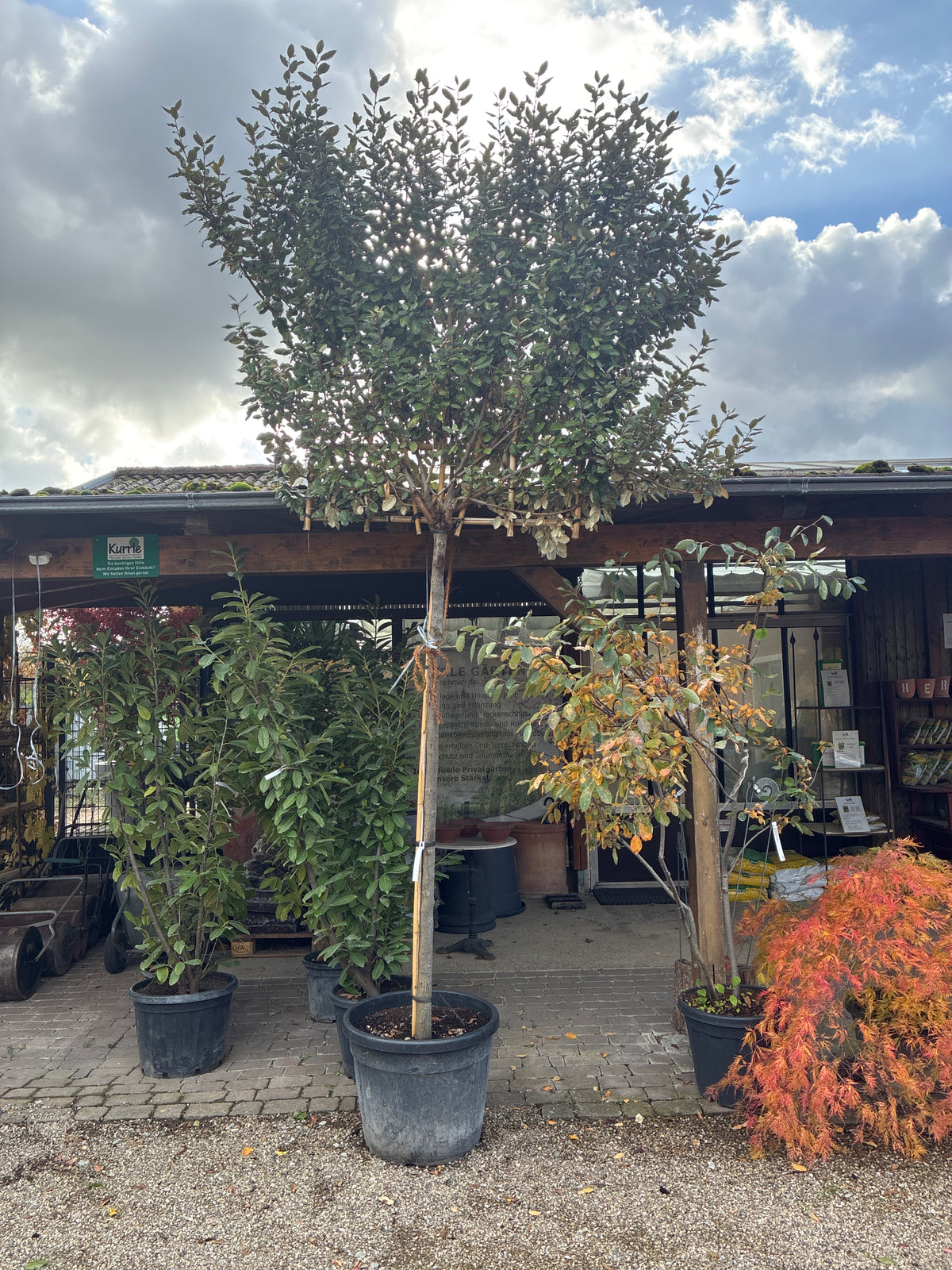 Wintergrüne Ölweide / Elaeagnus x ebbingei, stamm