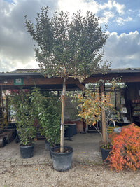 Wintergrüne Ölweide / Elaeagnus x ebbingei, stamm