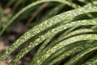 Chinaschilf Little Zebra gelbe Punkte Rastatt - Detail