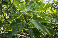 Echte Feige - Blatt- und Fruchtdetail