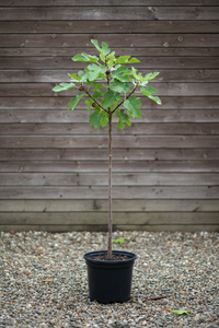 Echte Feige Hochstamm - Gesamtansicht