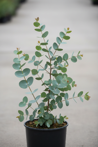 Echter Eukalyptus