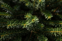 Eibe David - Nadeldetail