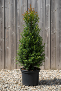 Eibe Hillii - Gesamtansicht