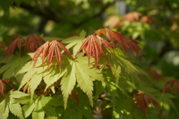 Fächerahorn Bi-hoo Frühjahrsaustrieb Karlsruhe - Detail