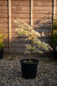 Fächerahorn Bi-hoo Malsch Baden - Gesamtansicht