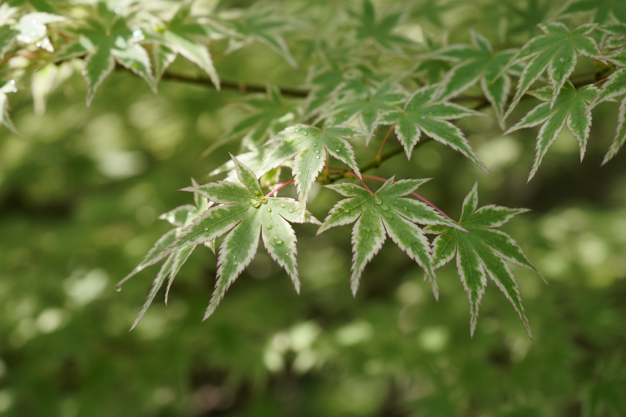 Fächerahorn Butterfly panaschierte Blätter Karlsruhe - Detail