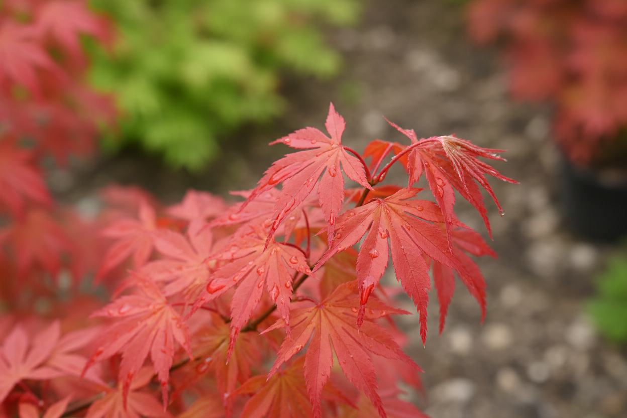 Fächerahorn Deshojo roter Austrieb Frühjahr Zierbaum Malsch Rastatt Baumschule