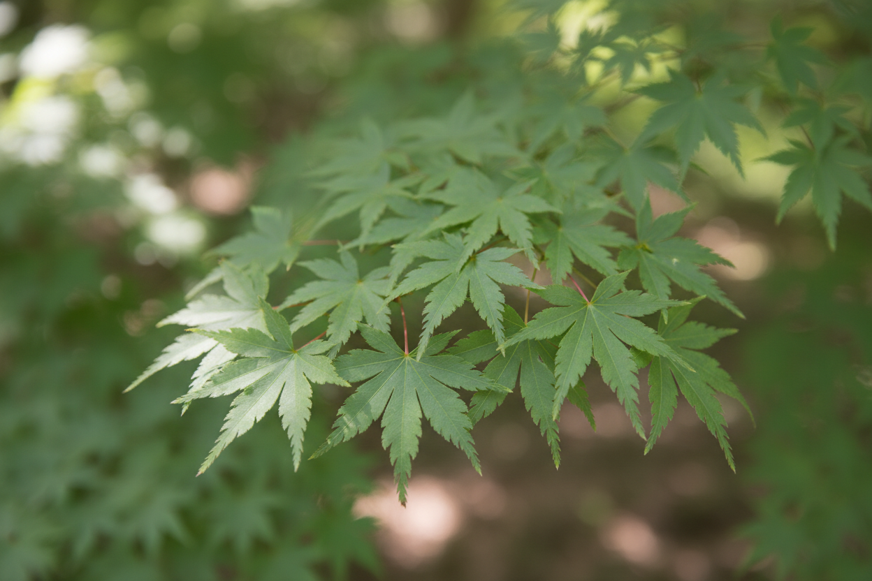 Fächerahorn grüne Blätter Rastatt - Detail