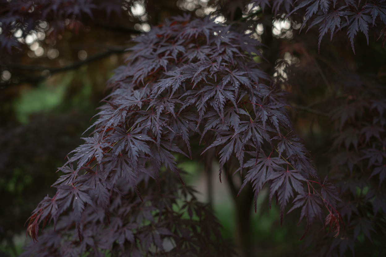 Fächerahorn Inaba-shidare Schlitzblätter Bietigheim - Detail