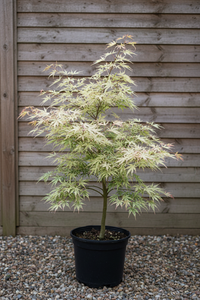 Fächerahorn Kocho Nishiki Malsch Muggensturm - Gesamtansicht