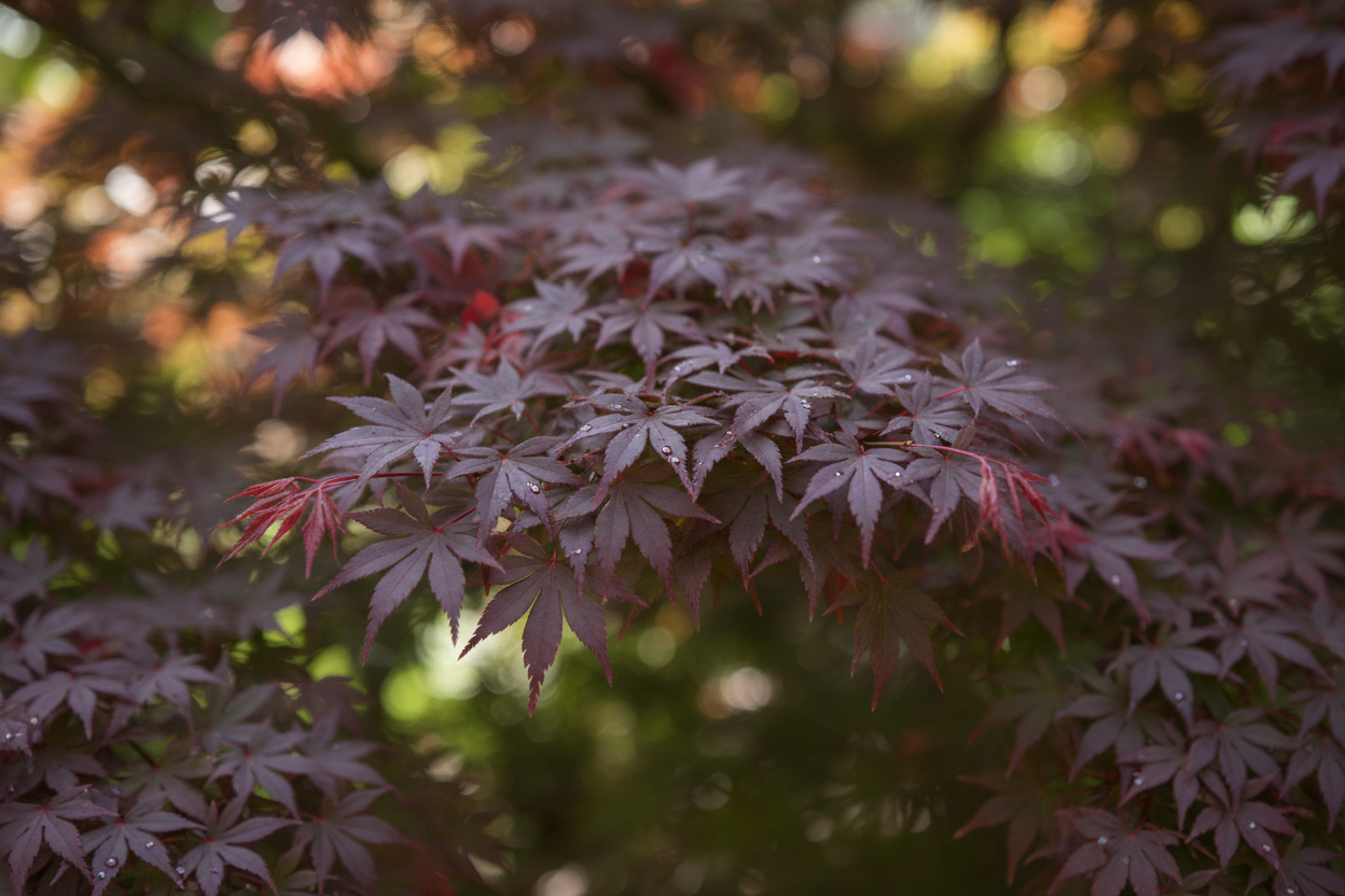Fächerahorn Red Pygmy kleine rote Blätter Rüppurr - Detail