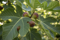 Feige Brown Turkey Blätter Früchte Ettlingen - Detail