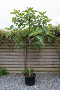Feige Brown Turkey Halbstamm Malsch Rastatt - Gesamtansicht